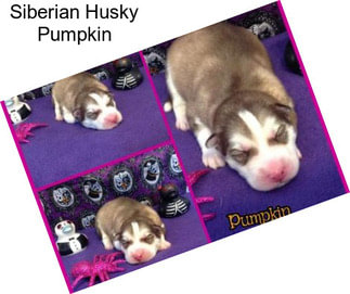 Siberian Husky Pumpkin