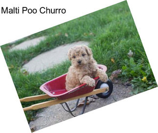 Malti Poo Churro