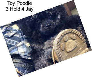 Toy Poodle 3 Hold 4 Jay