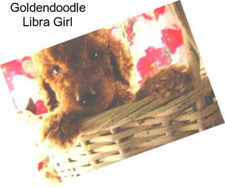 Goldendoodle Libra Girl