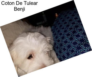 Coton De Tulear Benji