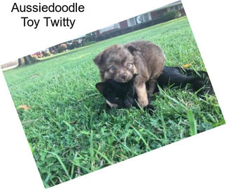 Aussiedoodle Toy Twitty