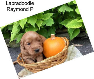 Labradoodle Raymond P