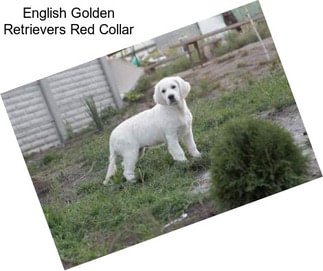 English Golden Retrievers Red Collar