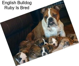 English Bulldog Ruby Is Bred