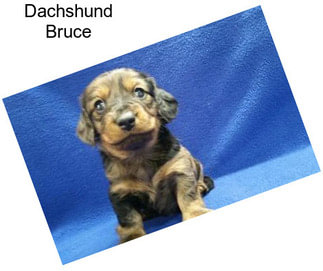 Dachshund Bruce