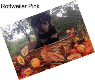 Rottweiler Pink