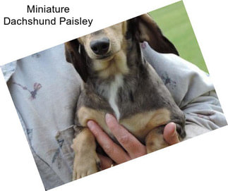 Miniature Dachshund Paisley