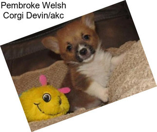 Pembroke Welsh Corgi Devin/akc
