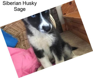 Siberian Husky Sage