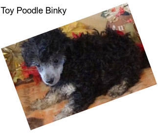 Toy Poodle Binky