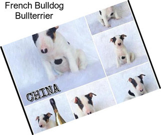 French Bulldog Bullterrier