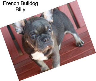 French Bulldog Billy