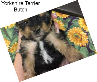 Yorkshire Terrier Butch
