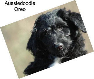 Aussiedoodle Oreo