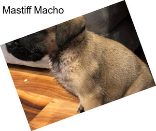 Mastiff Macho