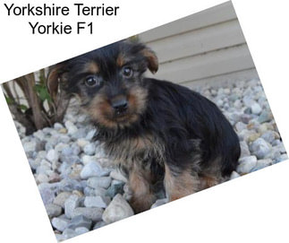 Yorkshire Terrier Yorkie F1