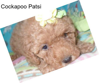 Cockapoo Patsi