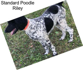 Standard Poodle Riley