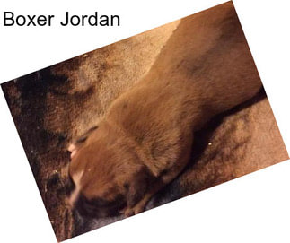 Boxer Jordan