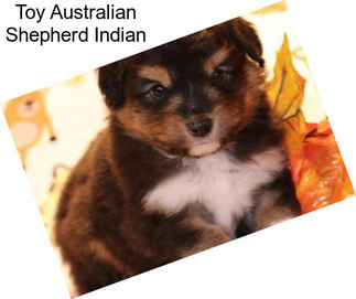 Toy Australian Shepherd Indian