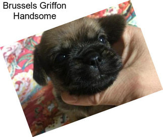 Brussels Griffon Handsome