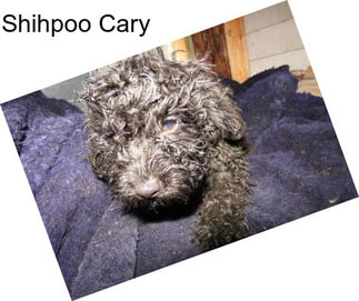 Shihpoo Cary