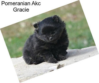 Pomeranian Akc Gracie