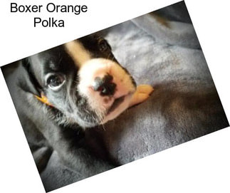 Boxer Orange Polka