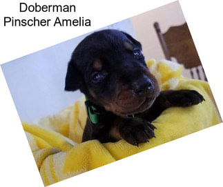 Doberman Pinscher Amelia