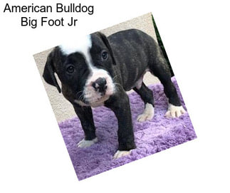 American Bulldog Big Foot Jr