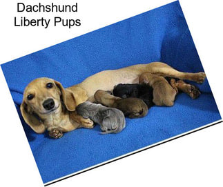 Dachshund Liberty Pups