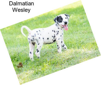 Dalmatian Wesley