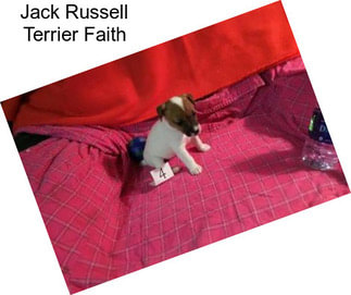 Jack Russell Terrier Faith