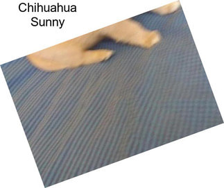 Chihuahua Sunny