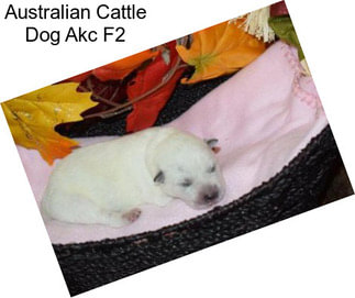 Australian Cattle Dog Akc F2