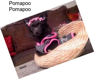 Pomapoo Pomapoo