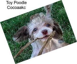 Toy Poodle Cocoaakc