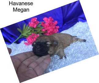 Havanese Megan
