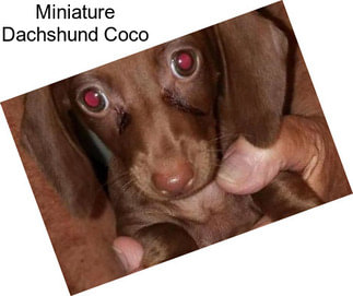 Miniature Dachshund Coco