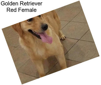 Golden Retriever Red Female