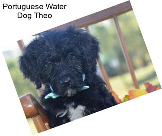 Portuguese Water Dog Theo