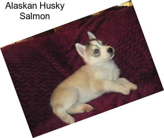 Alaskan Husky Salmon