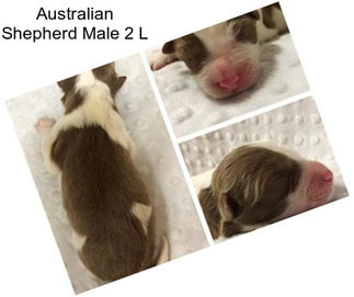 Australian Shepherd Male 2 L