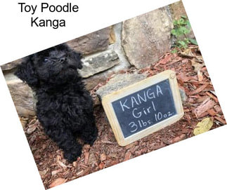 Toy Poodle Kanga