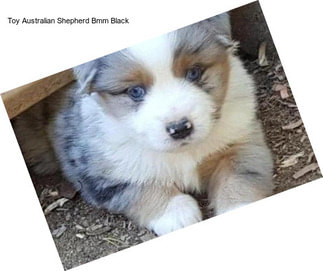 Toy Australian Shepherd Bmm Black