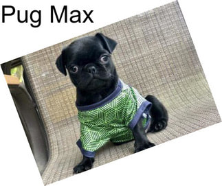 Pug Max