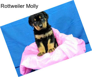 Rottweiler Molly