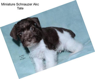 Miniature Schnauzer Akc Tate