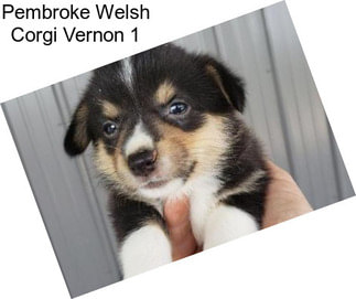 Pembroke Welsh Corgi Vernon 1